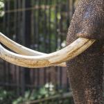 Close up of an elephant tusk made of ivory. 