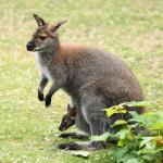 A wallaby.